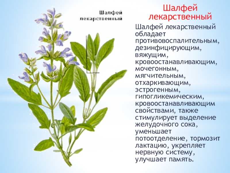 Применение шалфея в народной медицине. рецепты. противопоказания