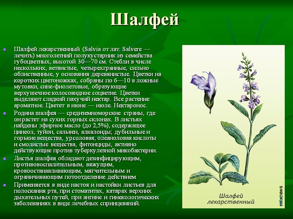 8 рецептов чая с шалфеем, после которых вы будете здоровы