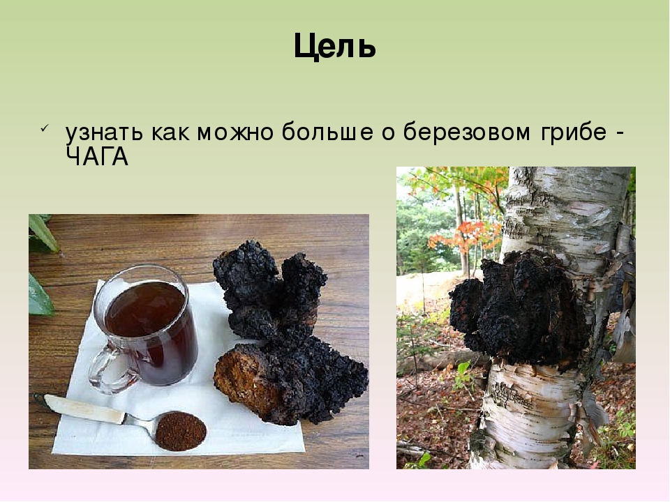 Полезные свойства чаги и применение, как заваривать и сколько пить