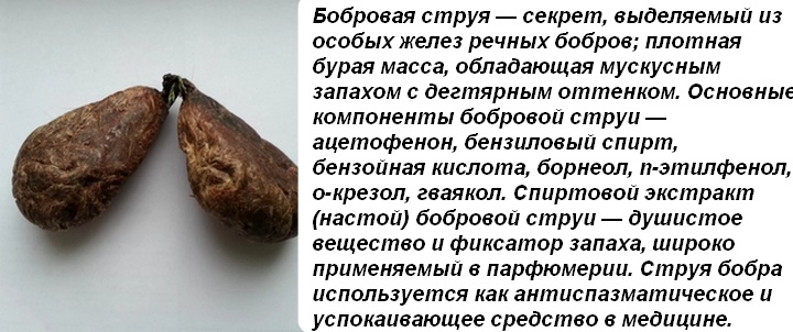 Бобровая струя: от каких болезней, показания к применению, лечебные свойства струи бобра, отзывы