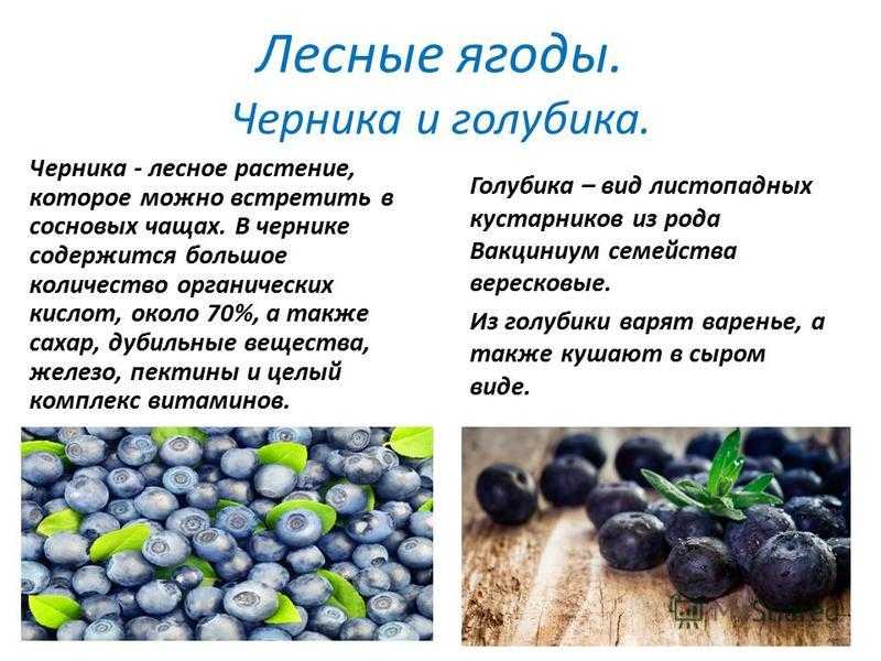 Листья черники: состав и польза, приготовления и применение
