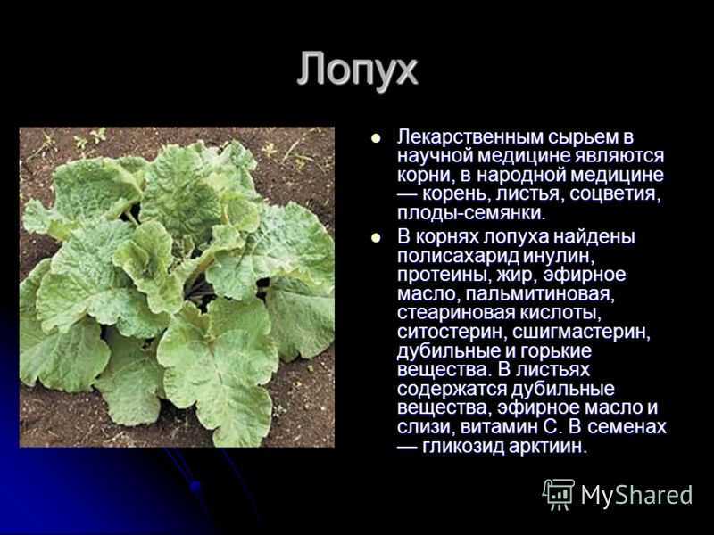Отвар лопуха для волос - prootvary.ru