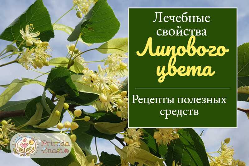 Липа – описание, польза и вред, рецепты, отзывы