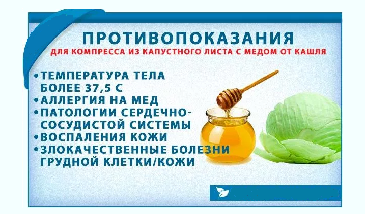 Капустный лист с медом от кашля: как сделать компресс из капусты | prof-medstail.ru
