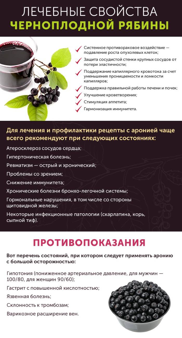 Черноплодная рябина польза и вред | травник