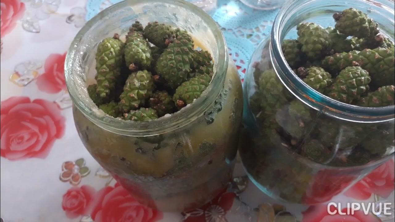 Настойка из сосновых шишек как средство оздоровления организма. от чего помогает и как приготовить своими руками?