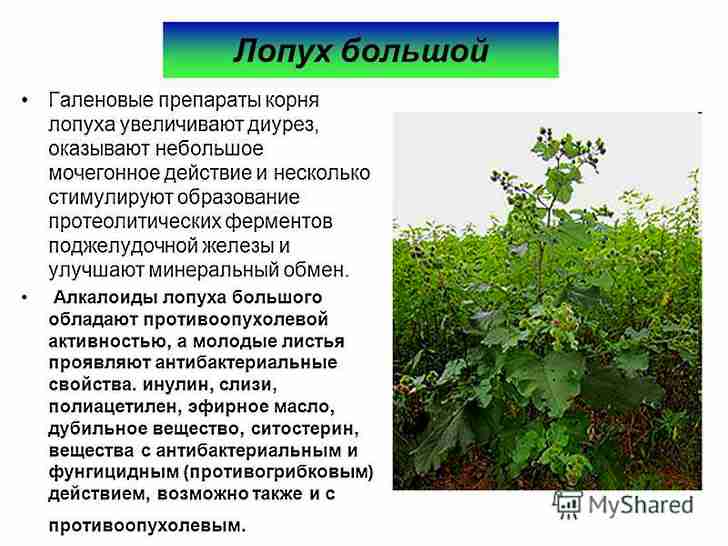 Укрепление волос лопухом. как применять лопух в лечебных целях для укрепления и роста волос: рецепты. масло лопуха для волос