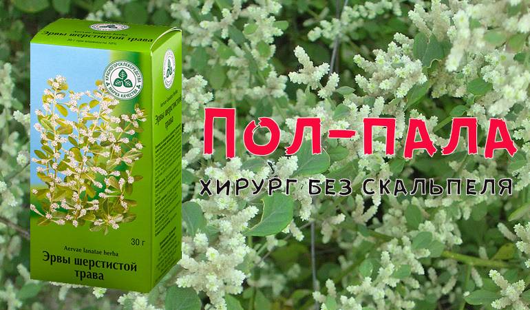 Пол-пала трава - инструкция по применению и лечебные свойства