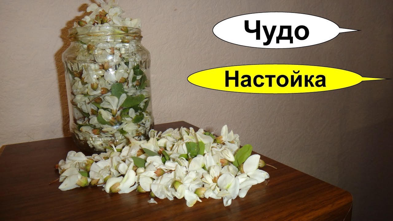 Акация белая лечебные свойства - рецепты с применением белой акации