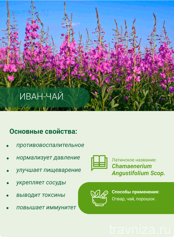 Иван-чай – полезные и лечебные свойства, противопоказания, ферментирование. рецепт, как заваривать копорский чай