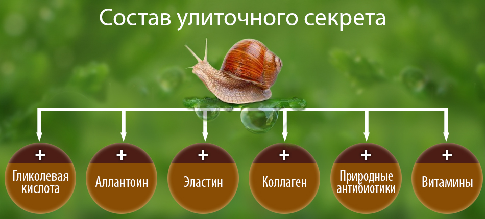 Что такое крем с экстрактом улитки? так ли он хорош муцин, как о нем говорят