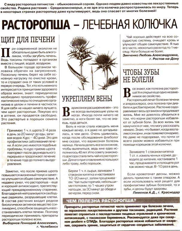 Как пить шрот расторопши для печени — все о печени