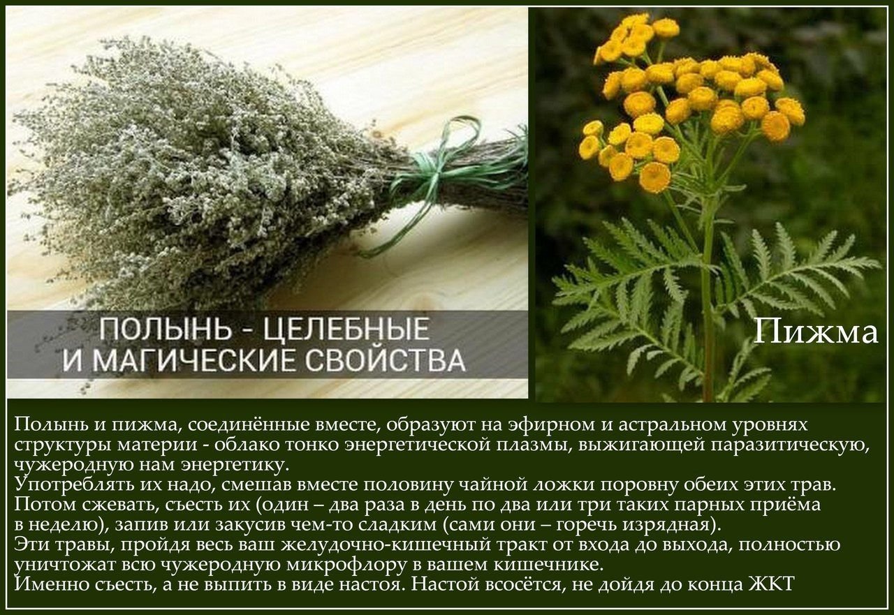 Полынь — 7 лечебных свойств и противопоказания, применение травы для здоровья организма