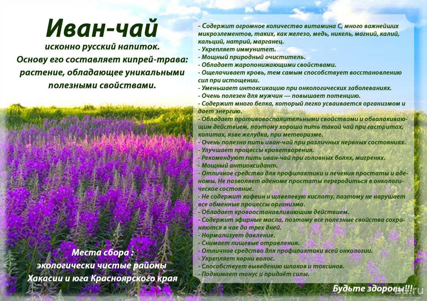 Иван-чай: польза, вред, противопоказания, как заваривать и пить