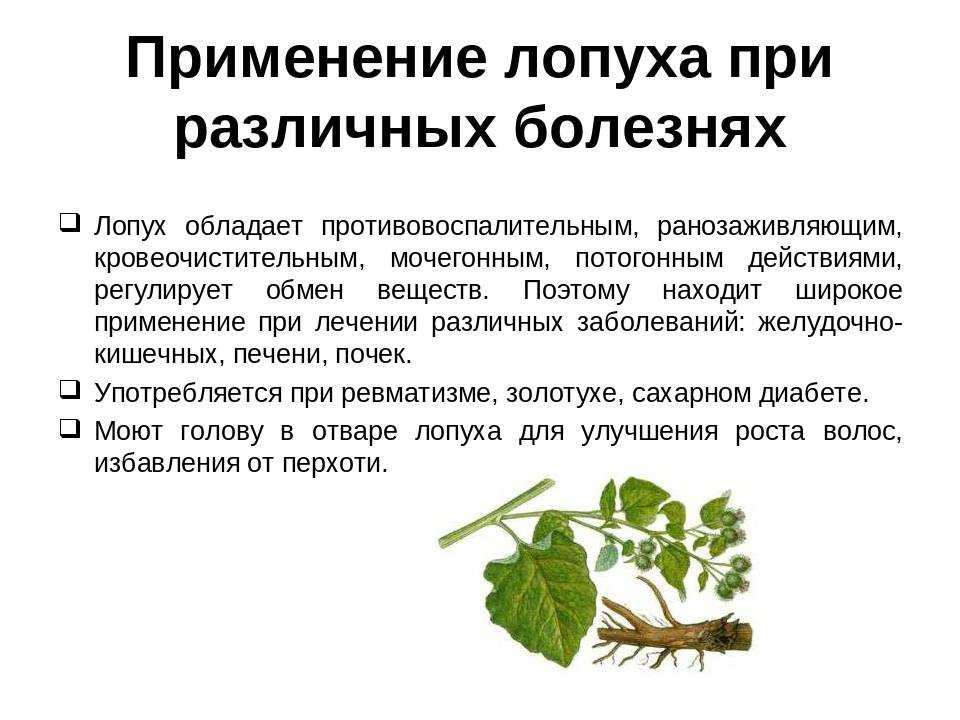 Какие травы защищают от выпадения волос? | volosomanjaki.com