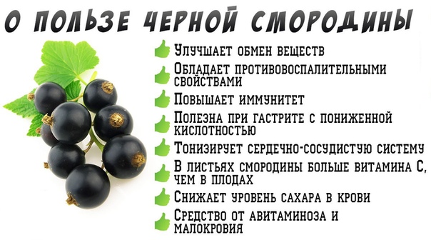 Черная смородина: польза и вред, лечебные свойства, калорийность | zaslonovgrad.ru
