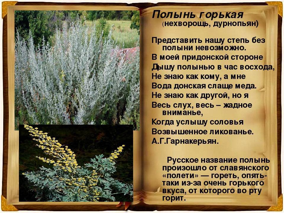Лечебные свойства полыни для мужчин и женщин + противопоказания к применению