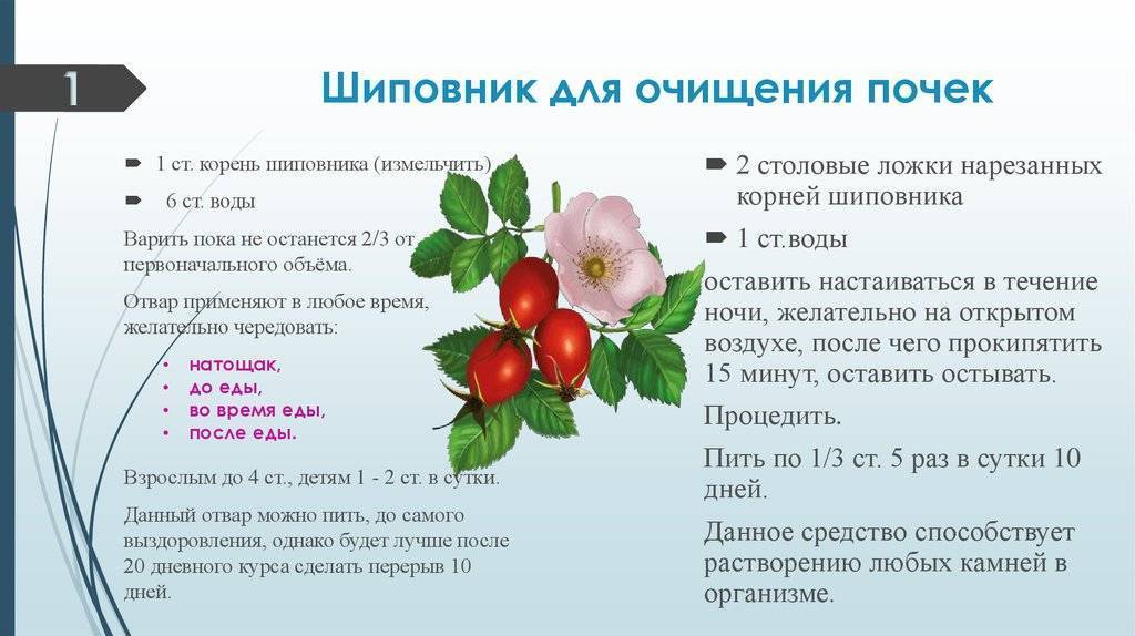 Настойка шиповника: польза, вред, рецепты