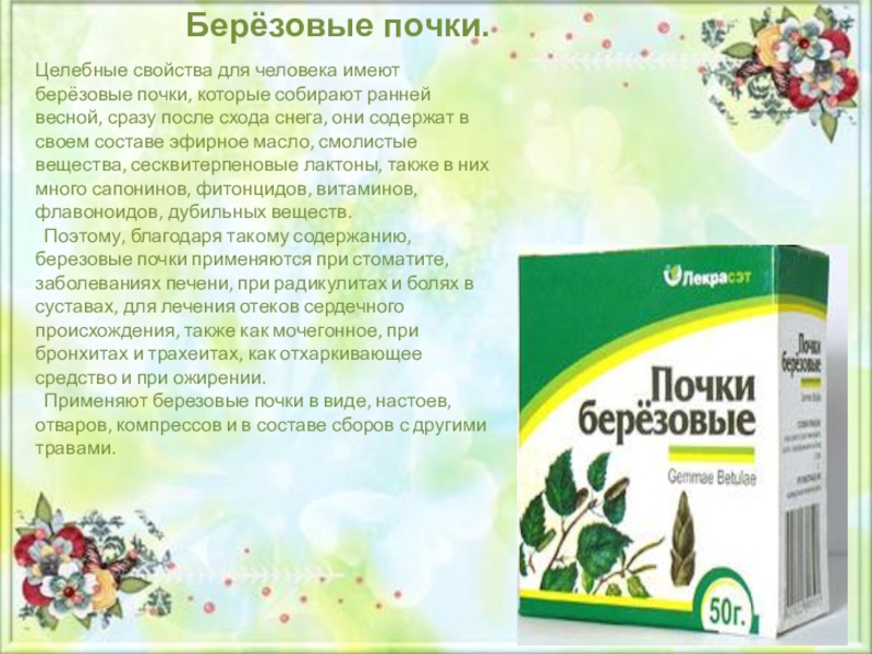Берёза: лечебные свойства, 8 рецептов, заготовка сырья