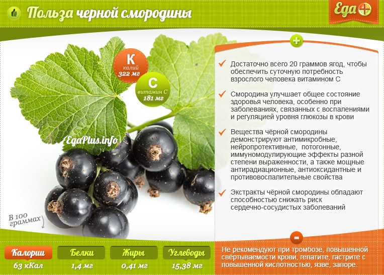 Лечебные свойства листьев черной смородины: практическая проверка