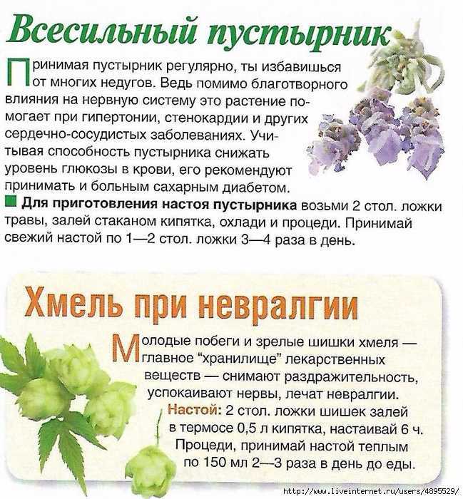Шишки хмеля для женщин, — лечебные свойства и противопоказания