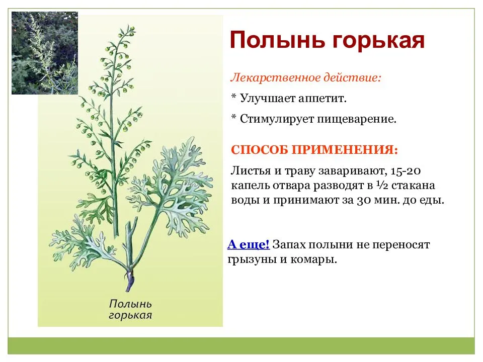 Полынь🌿 18 лечебных свойств, польза и вред для организма при заболеваниях