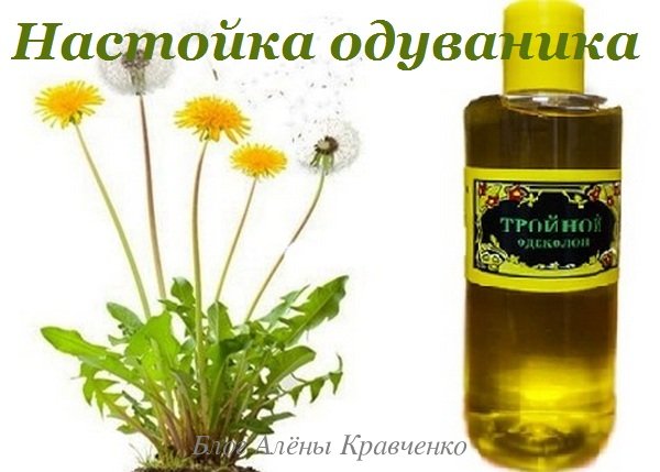 Настойка одуванчиков: применение, рецепты на водке и спирте