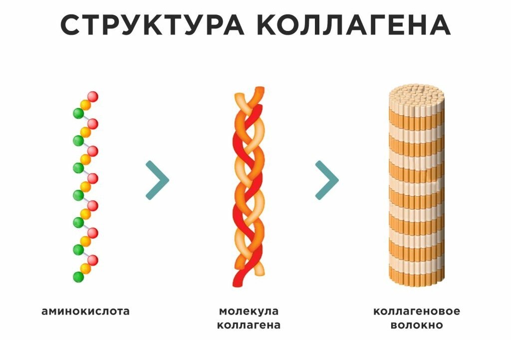 Для чего нужен коллаген в организме и зачем его принимать