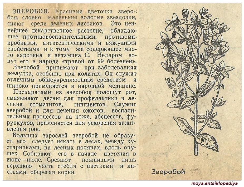 Зверобой. состав и полезные свойства. от чего помогает? как заваривать зверобой? показания и противопоказания. масло зверобоя