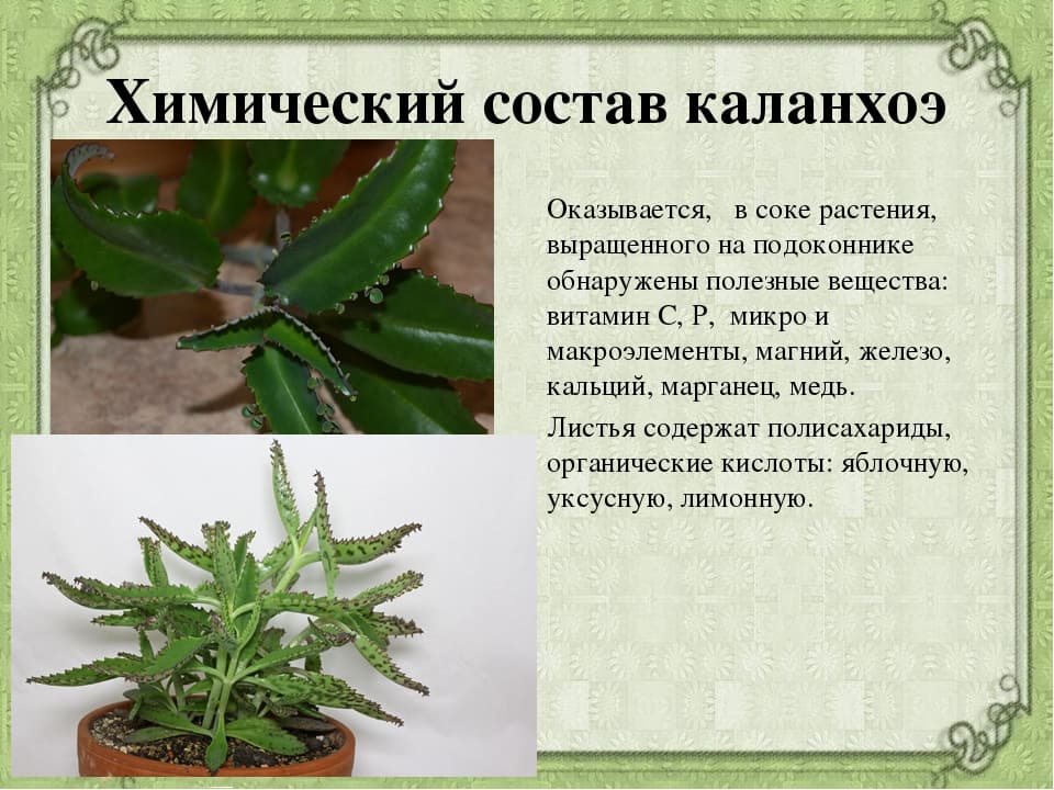 Каланхоэ для лечения насморка у детей