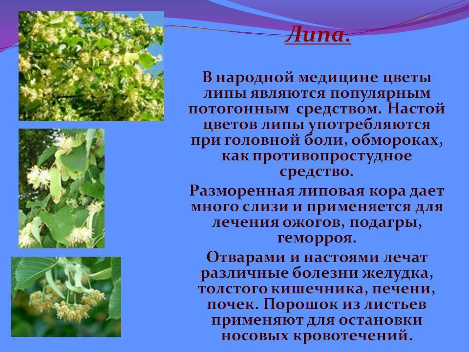 6 рецептов чая из липы и его польза для здоровья
