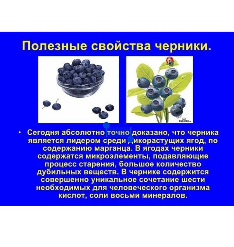 Черника – состав и полезные свойства ягоды, вред и противопоказания