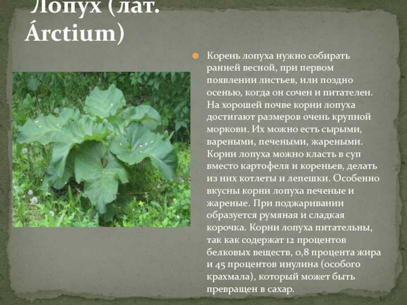 Применение листьев и корня лопуха для волос – отвар и маски