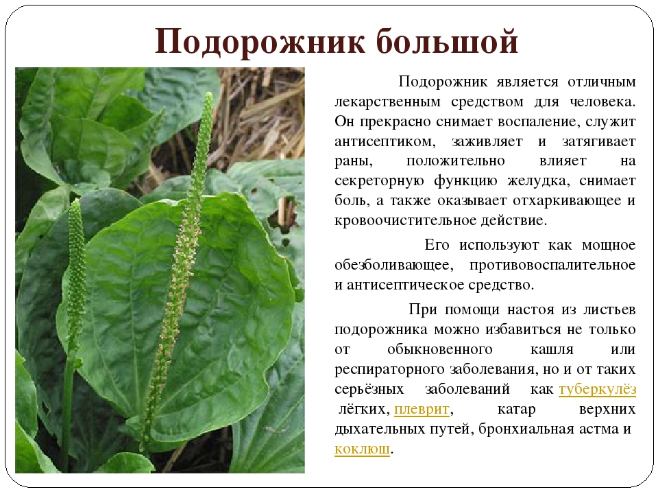 Лечебные свойства подорожника - польза для организма и рецепты отваров