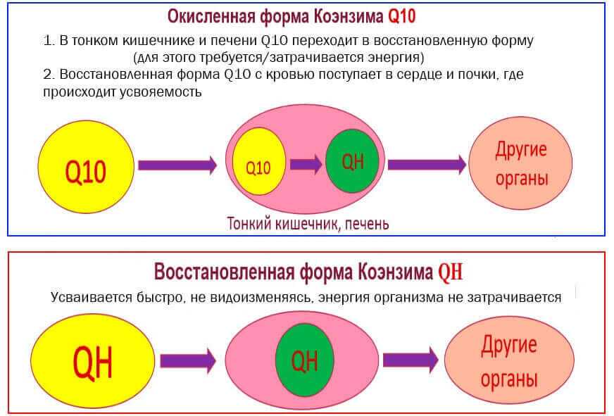Что такое коэнзим q10, как он связан с энергией клеток и почему его используют в уходе за кожей? | salt