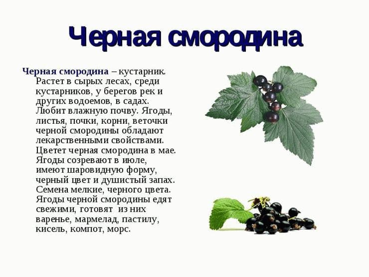 Листья черной смородины: польза лета для поддержания иммунитета