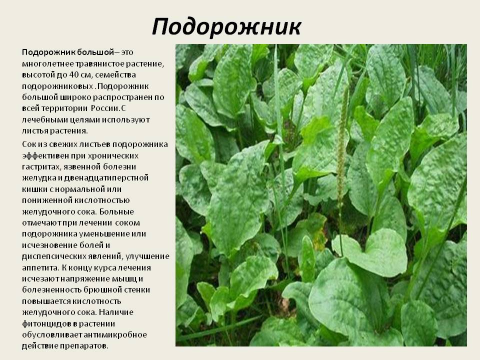 Подорожник: лечебные свойства и противопоказания, рецепты для женщин и мужчин