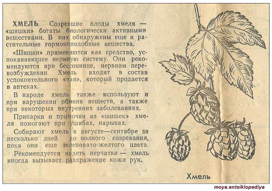 Шишки хмеля – лечебные свойства и противопоказания, как принимать