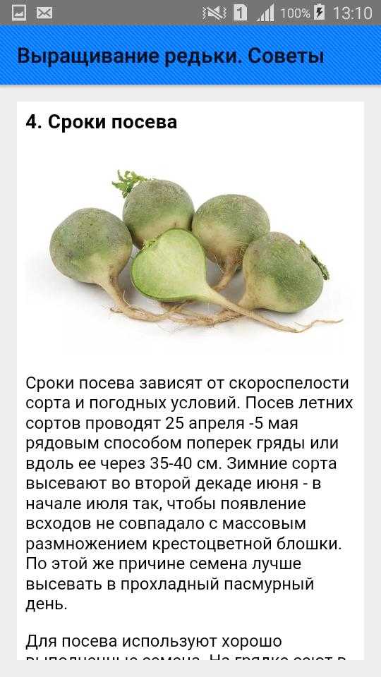 Чёрная редька: её уникальный состав, как осуществляется лечение соком, польза и возможный вред для здоровья