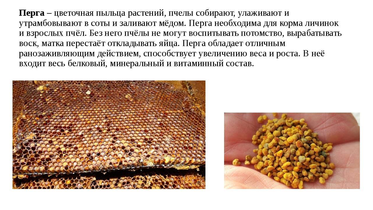 Пчелиная перга: что это такое, полезные свойства, как принимать?