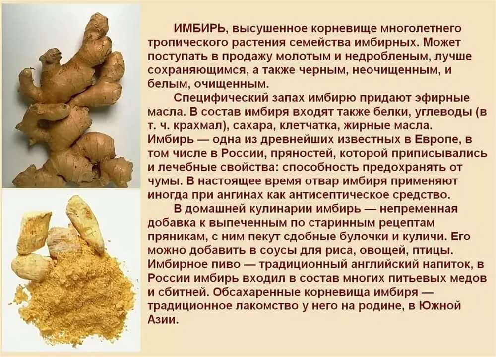 Имбирь: полезные свойства и противопоказания для организма