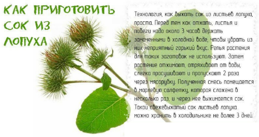 Лопух: целебные свойства
