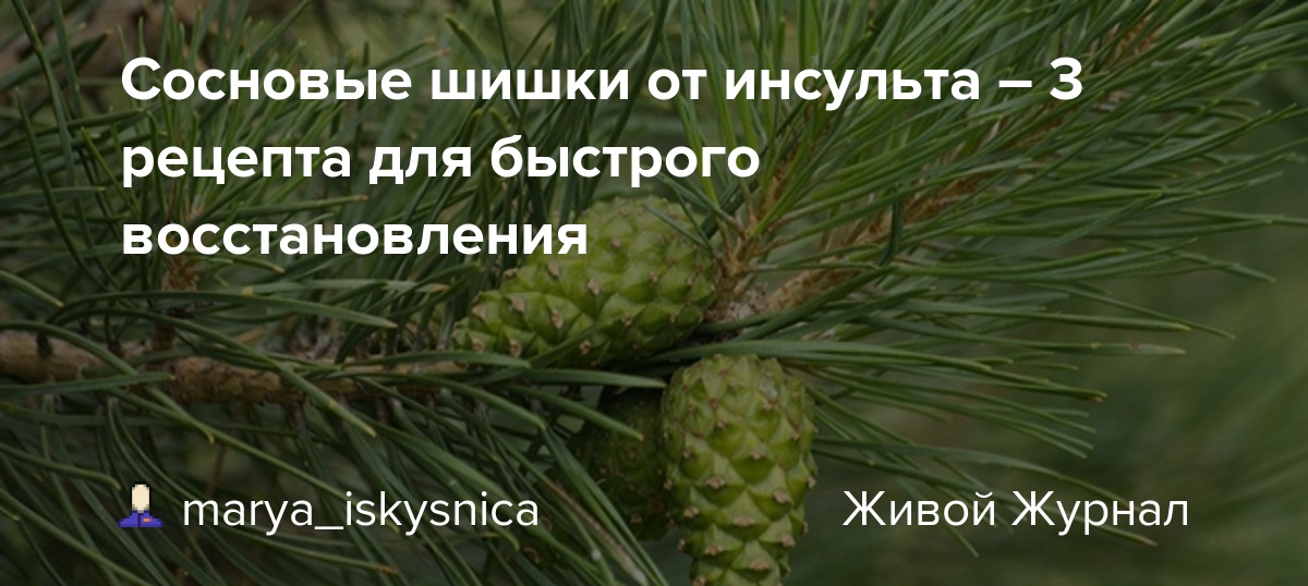 Настойка на водке из сосновых шишек: лечебные свойства, рецепты
