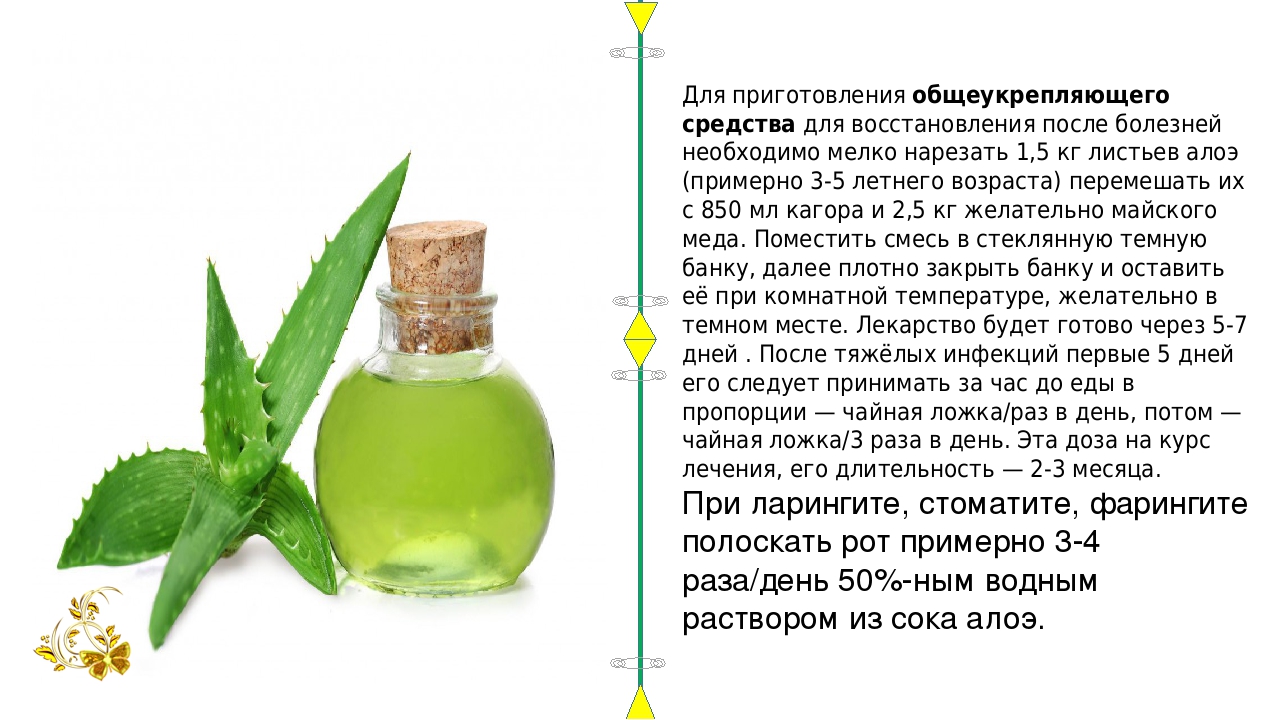 Лечебные свойства алоэ: как можно использовать листья цветка в домашних условиях, способы применения и польза, что лечит растение — рецепты полезных средств