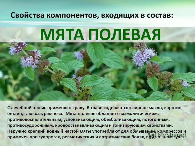 Мята перечная: лечебные свойства и противопоказания к применению