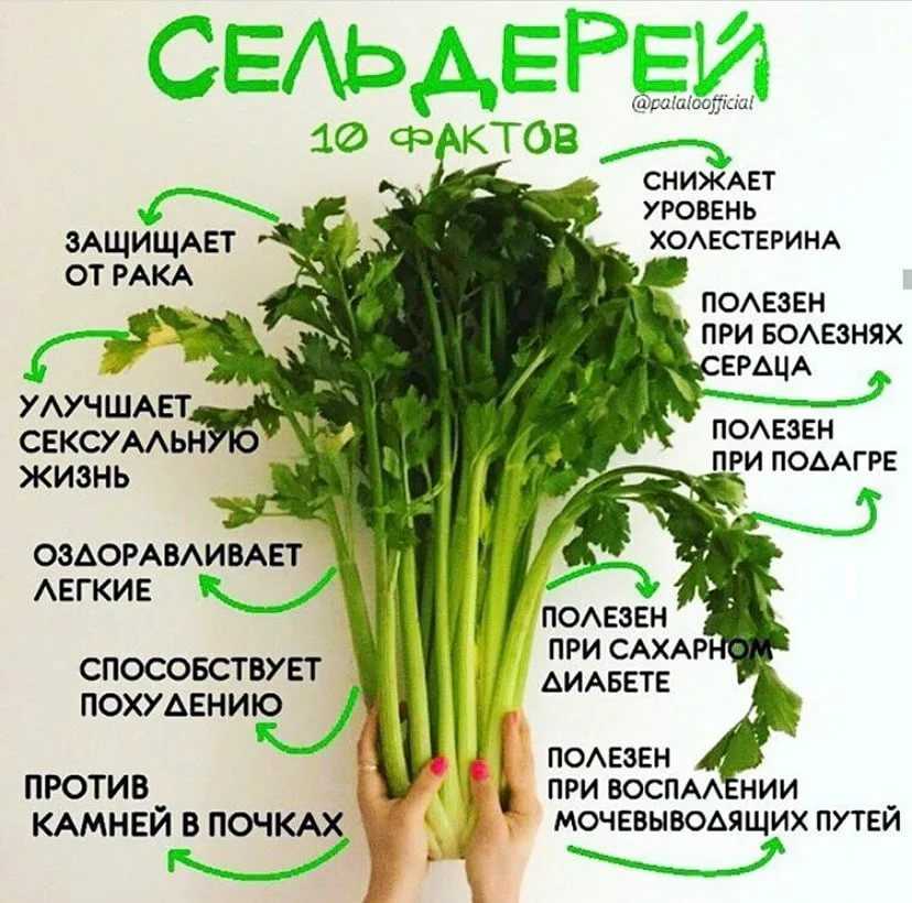 Сельдерей: польза и вред для здоровья. рецепты приготовления - сила здоровья