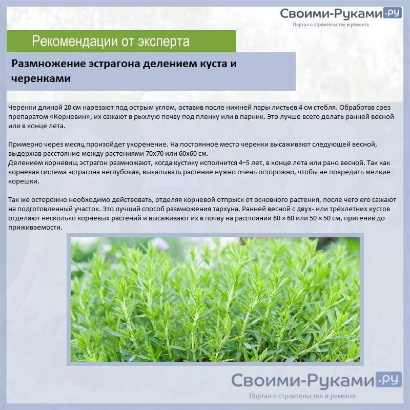 Тархун: лечебные свойства и противопоказания, выращивание и уход
