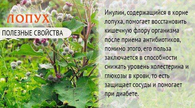 Лопух для волос - как применять корень и листья для укрепления и оздоровления