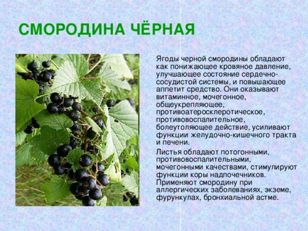 Лист смородины: полезные свойства и противопоказания, рецепты приготовления чая, как сделать лечебный отвар и чем полезен в домашней косметологии
