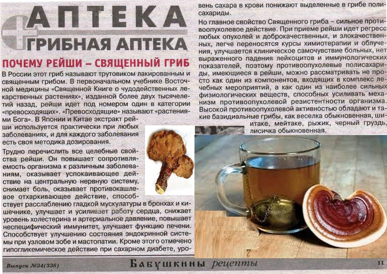 Чай из березовой чаги, как заваривать и принимать